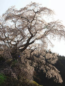 P4081230shuusei.JPG