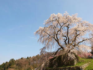 P4081191shuusei.JPG