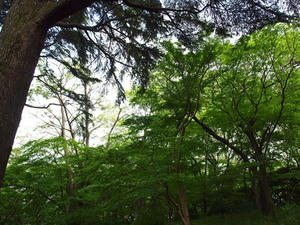 P4221682shuusei.JPG
