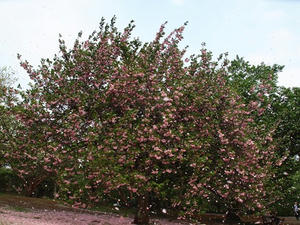 P4221710shuusei.JPG