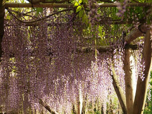 P4262317shuusei.JPG
