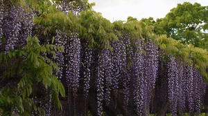 P4262456shuusei.JPG