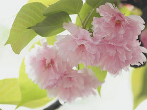 P4221545shuusei.JPG
