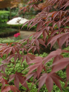 P4221567shuusei.JPG