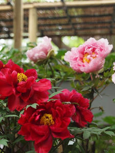 P4221573shuusei.JPG