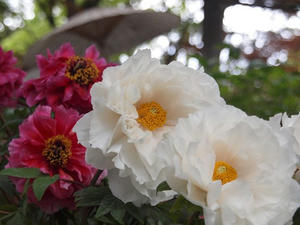 P4221580shuusei.JPG