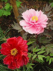 P4221589shuusei.JPG