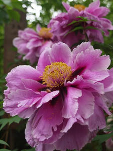 P4221592shuusei.JPG