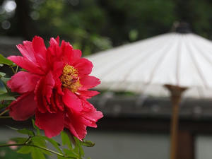 P4221611shuusei.JPG