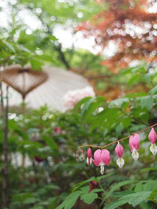 P4221610shuusei.JPG