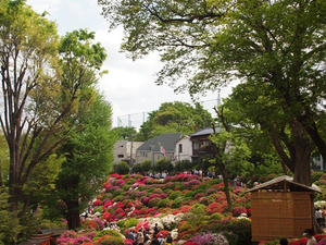 P4221465shuusei.JPG