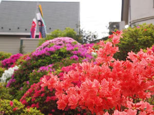 P4221439shuusei.JPG