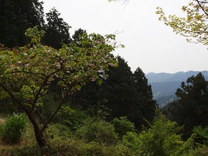 P5032597shuusei.JPG