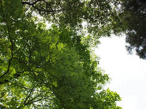 P5032620shuusei.JPG