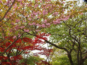 P5032643shuusei.JPG
