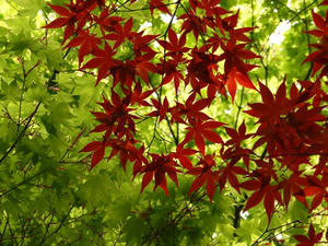 P5032654shuusei.JPG