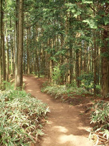 P5032663shuusei.JPG