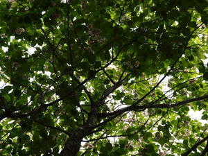 P5032665shuusei.JPG