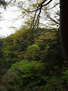 P5032682shuusei.JPG