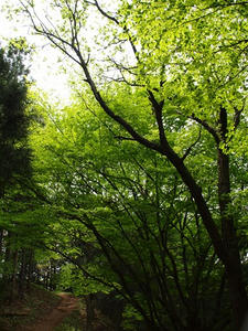 P5032739shuusei.JPG