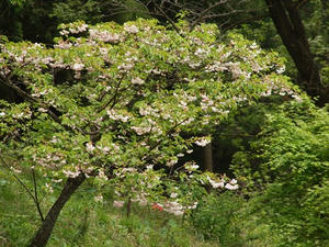P5032755shuusei.JPG