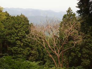 P5032770shuusei.JPG