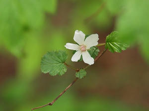 P5032777shuusei.JPG