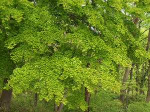 P5032782shuusei.JPG