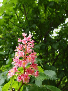 P5132906shuusei.JPG