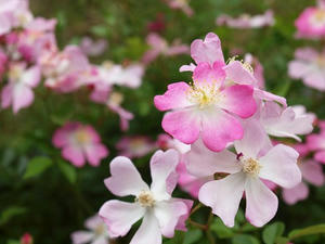 P5133063shuusei.JPG