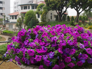 P5133132shuusei.JPG