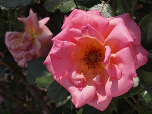 P5204416shuusei.JPG