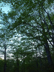 P6025776shuusei.JPG