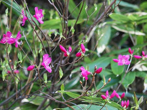 P6025839shuuseiJPG.jpg