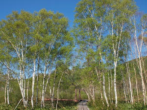 P6026061shuusei.JPG
