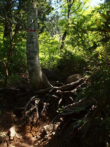 P6026221shuusei.JPG