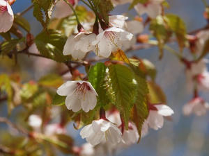 P6026539shuusei.JPG