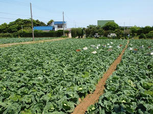 P5264636shuusei.JPG