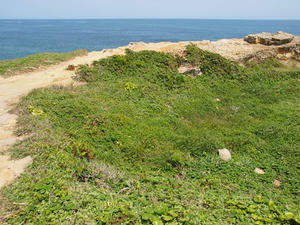 P5264766shuusei.JPG