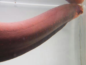 P5265217shuusei.JPG