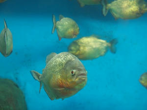 P5264935shuusei.JPG