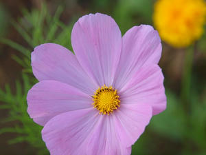 P5265396shuusei.JPG