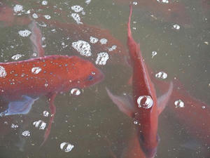 P5275656shuusei.JPG