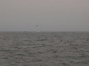P6148278shuusei.JPG