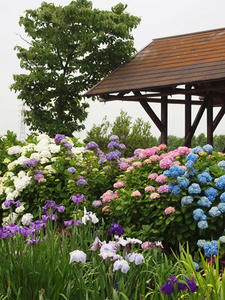 P6097276shuusei.JPG