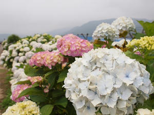 P6097326shuusei.JPG