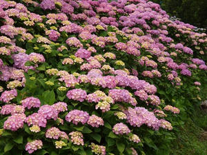 P6097346shuusei.JPG
