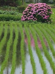 P6097332shuusei.JPG