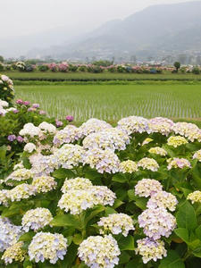 P6097328shuusei.JPG