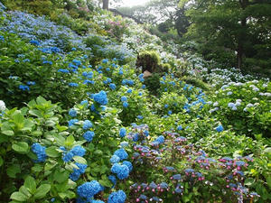 P6097442shuusei.JPG
